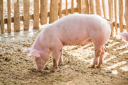 2022年4月12日安徽省猪价是多少？_最新生猪价格是多少？
