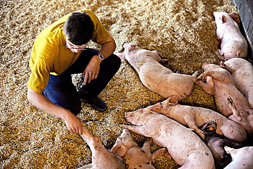 2022年11月22日湖北省猪价分析_今日生猪价格是多少？