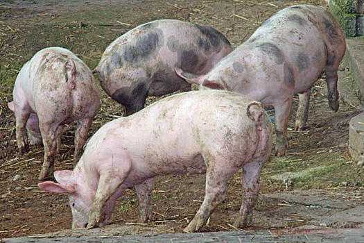 2022年1月3日吉林省猪价查询_今天猪价是多少？