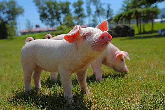 2022年8月5日吉林省猪价行情一览_今日猪价是多少？