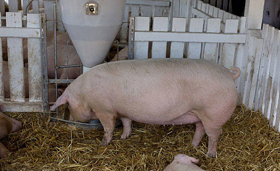 2022年1月14日福建省猪价行情_今天猪价是多少？