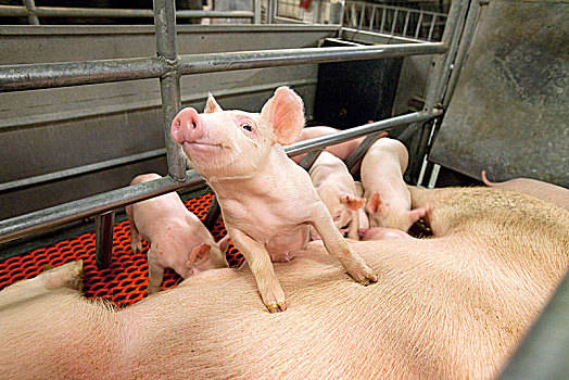 2023年1月21日陕西省猪价分析_最新猪价涨跌情况