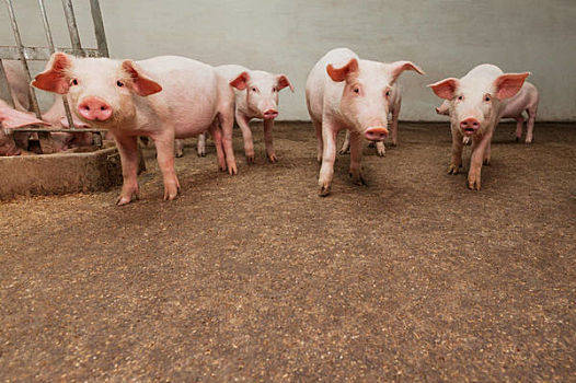 2022年6月11日安徽省猪价行情一览_今天生猪价格是多少？