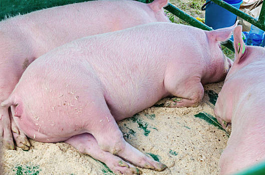 2022年1月12日海南省猪价行情一览_今日生猪价格是多少？