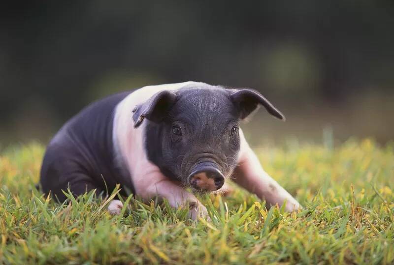 定期对猪群进行有关病毒细菌的检测