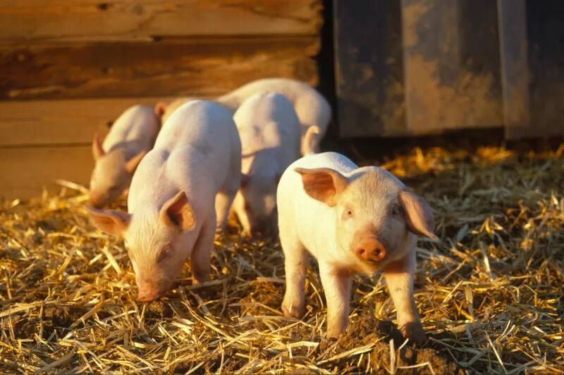 预防猪传染性胃肠炎要加强日常管理