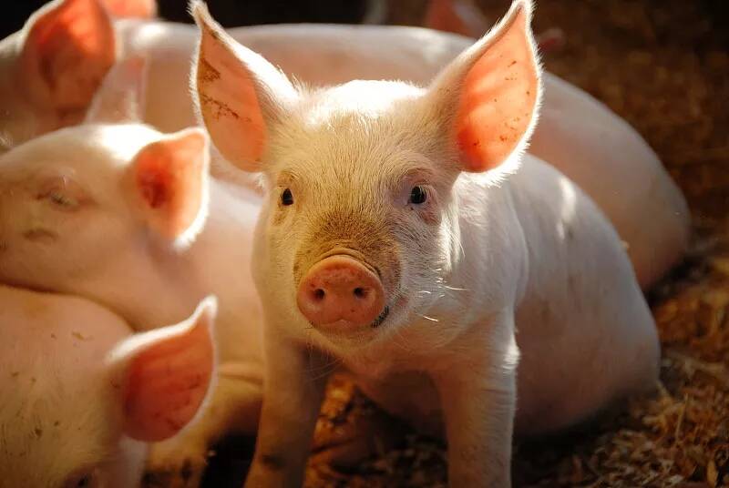 预防猪传染性胃肠炎要进行免疫接种