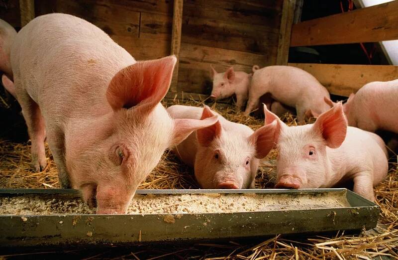 预防猪传染性胃肠炎，要坚持自繁自养