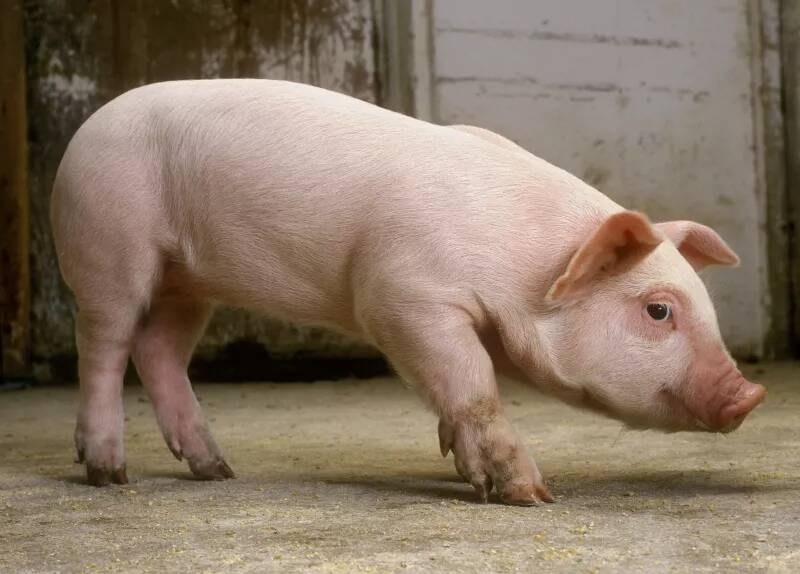 对猪只进行猪传染性胸膜肺炎的血样检测