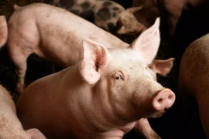 对于猪传染性胸膜肺炎，需要坚持实施消毒措施