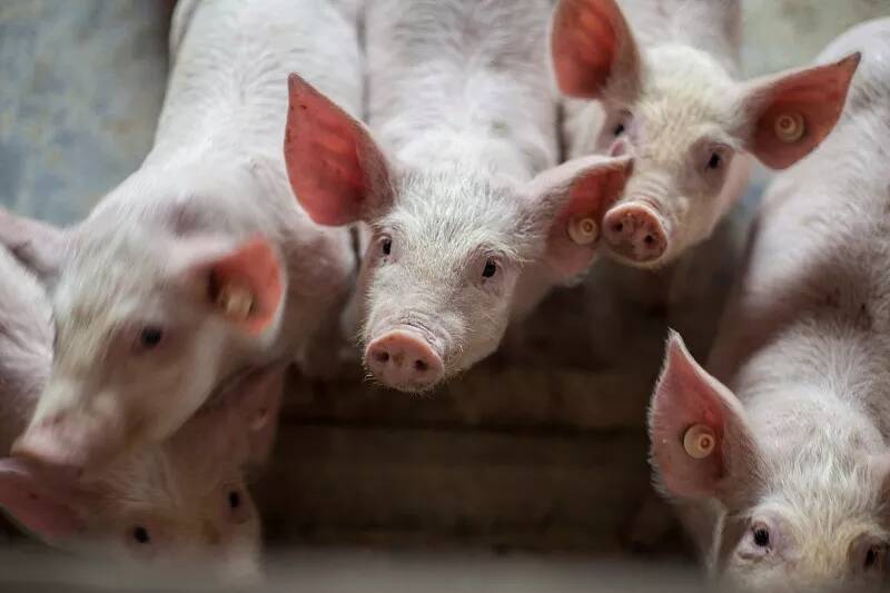 预防猪附红细胞体可以进行免疫接种