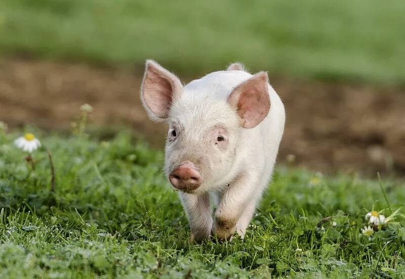 预防猪附红细胞体要防止猪出现外伤伤口