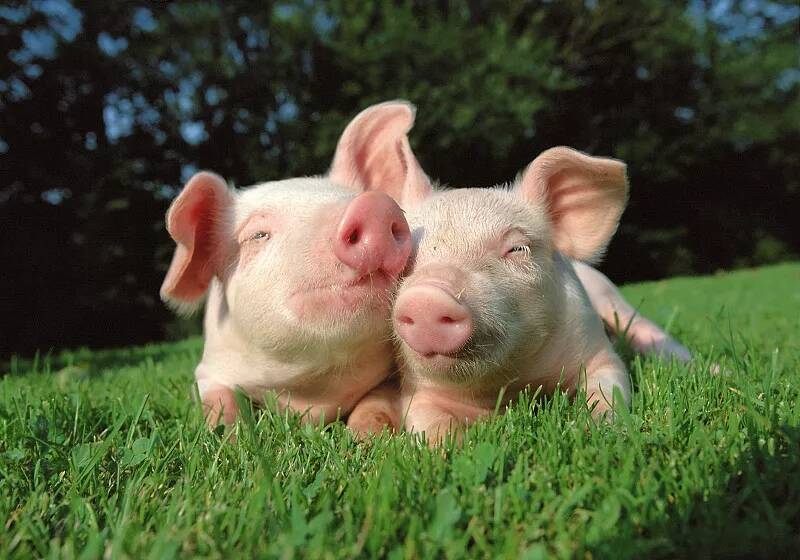 对猪群进行免疫接种