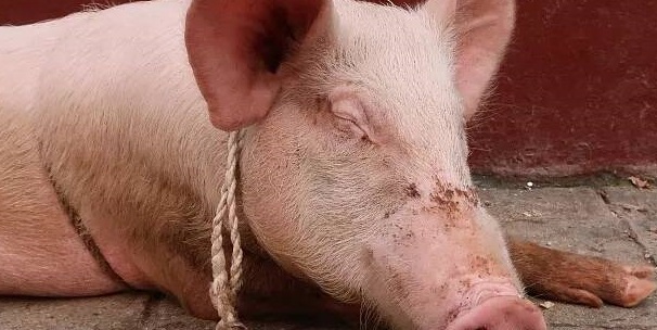 初步诊断为猪细菌性皮炎