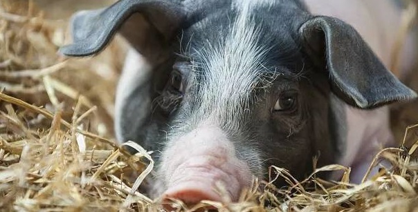 猪传染性胃肠炎的预防措施