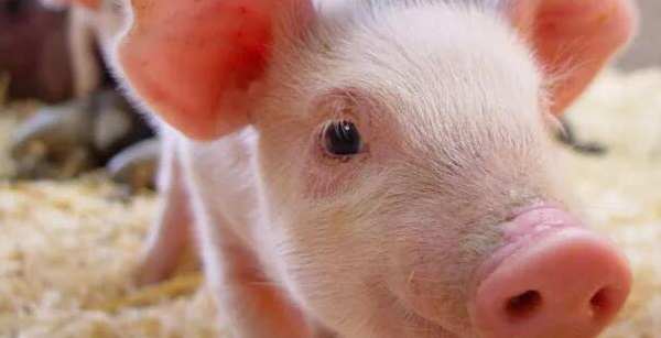 猪链球菌的治疗方案