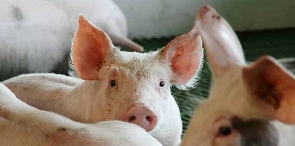 猪传染性胃肠炎的预防措施