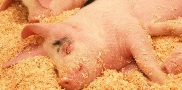 猪高热病的发病原因