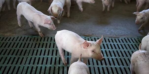 猪败血性链球菌的病原