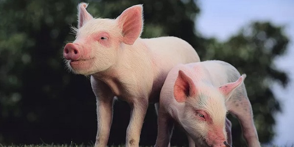 猪增生性肠炎